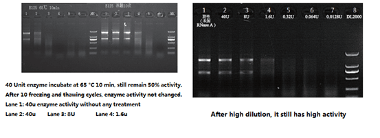 RNase Inhibitor, RNasein, RNasin