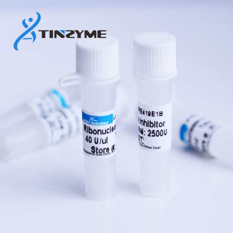 RNase Inhibitor, RNasein, RNasin